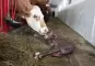 Frischgeborenes Kalb wird von seiner Mutter beleckt