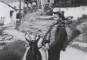Ziegenhirt aus Saas Fee (VS, CH, 1962), 