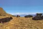 Eringerherde auf eine Alpe im Wallis