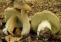 Steipilz, Steinpilz
