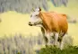 Simmentaler Fleckvieh