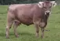 Braunvieh