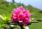 Alpenrose
