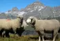 Weisses Alpenschaf