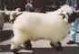 Schwarznasenschaf: 