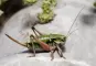 Alpenschnecke