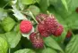 Himper, Himpini, Himbeere