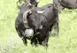 Eringer Kuh mit Glocke