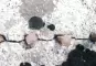 Gleichmässig werden die Bohnschotten in den Felsen getrieben und spalten ihn damit.